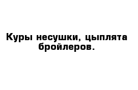 Куры несушки, цыплята бройлеров.